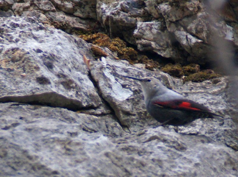 Wallcreeper - Oğuz Eldelekli