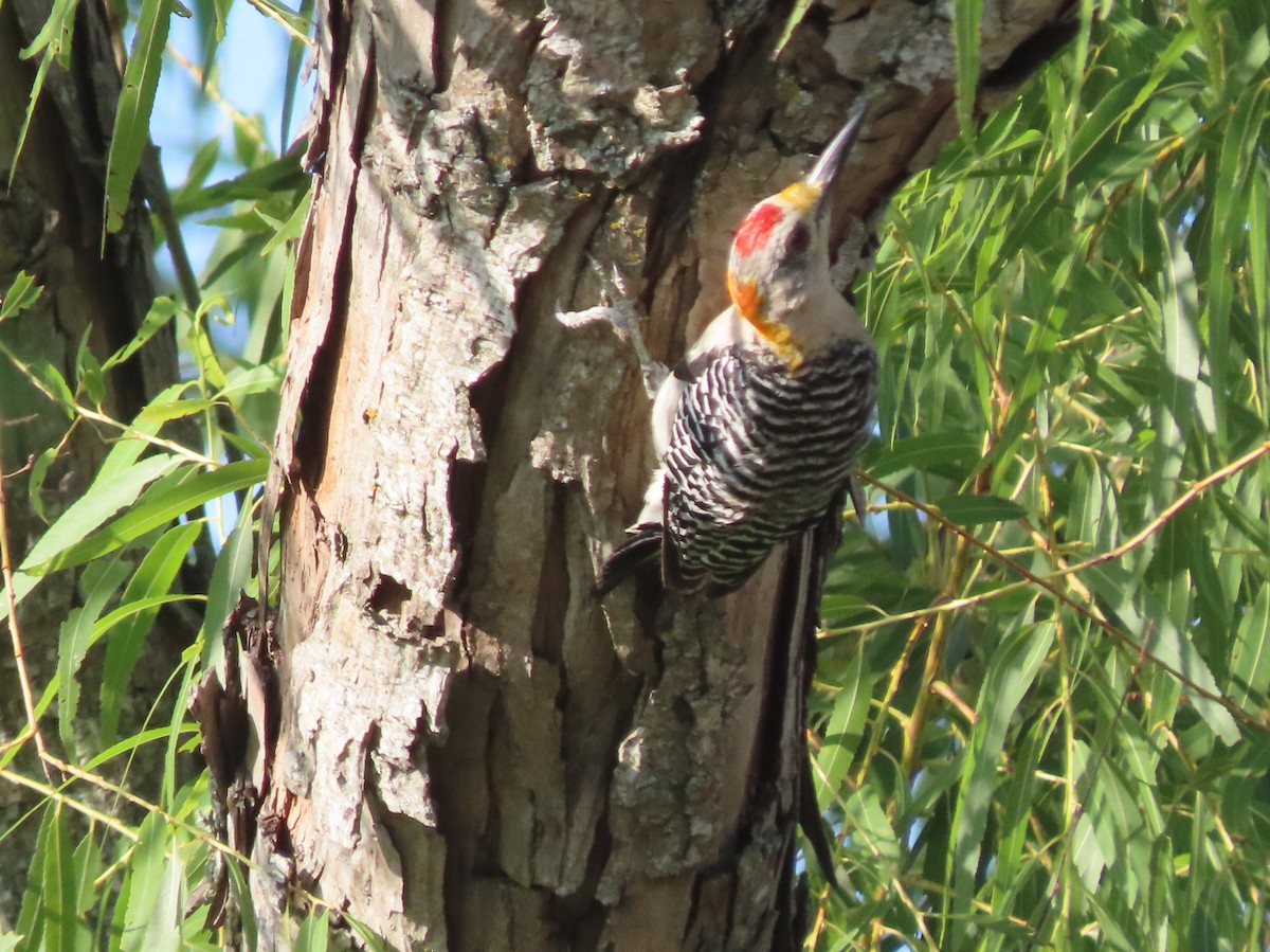 Golden-fronted Woodpecker - ML255659891