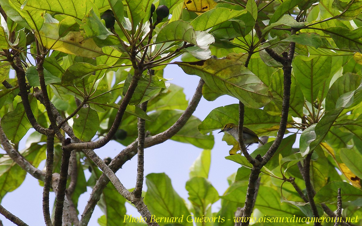 Yellow-browed Camaroptera - ML255661421