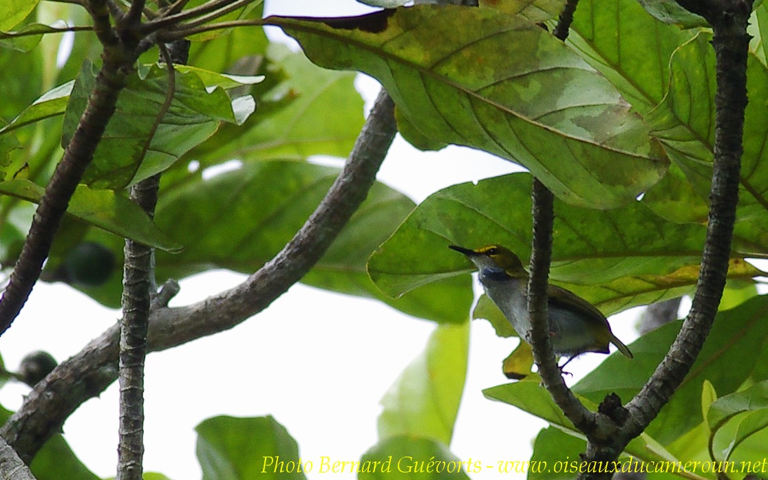 Yellow-browed Camaroptera - ML255661641