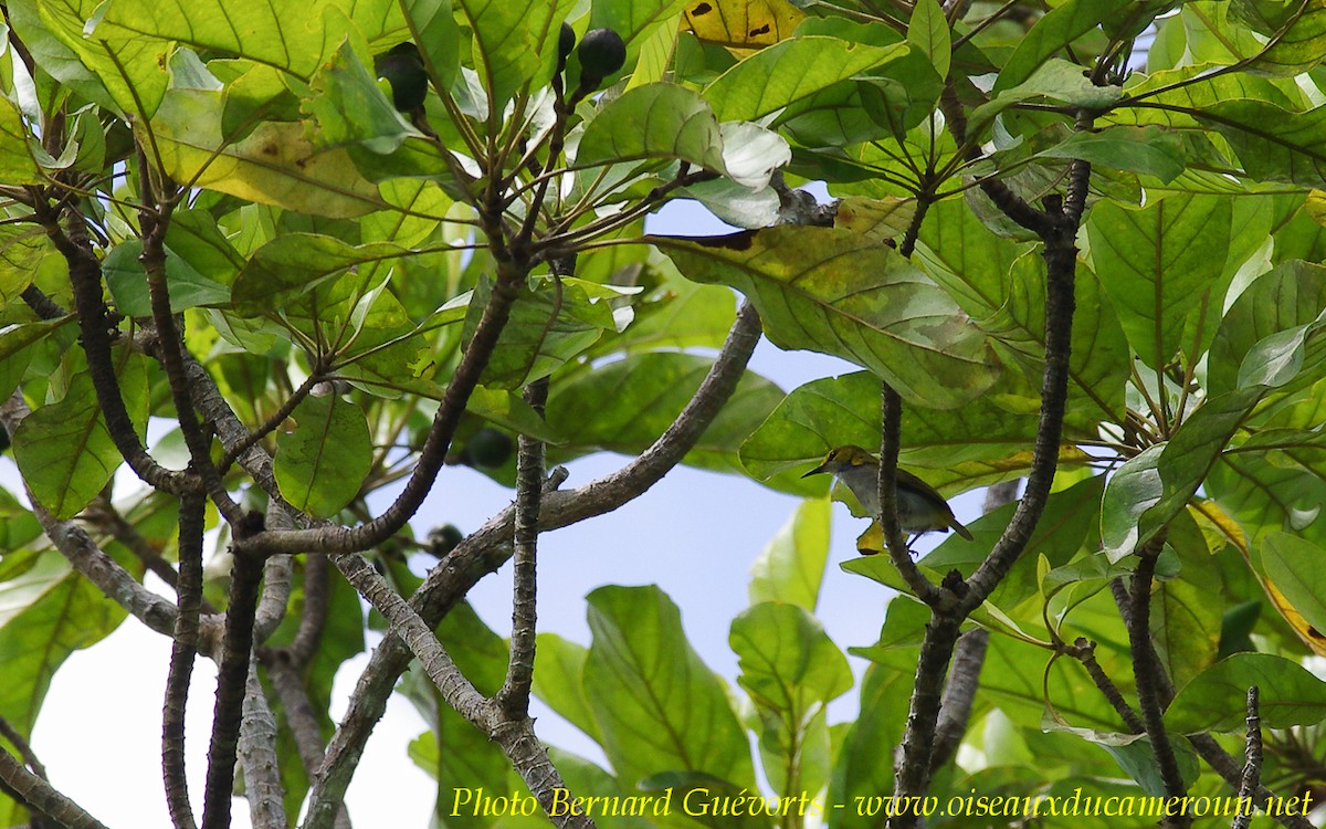 Yellow-browed Camaroptera - ML255661671