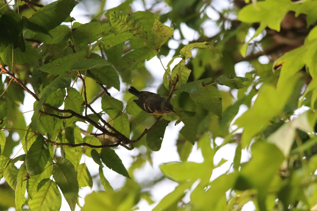 Northern Parula - Matthew  Scheltema