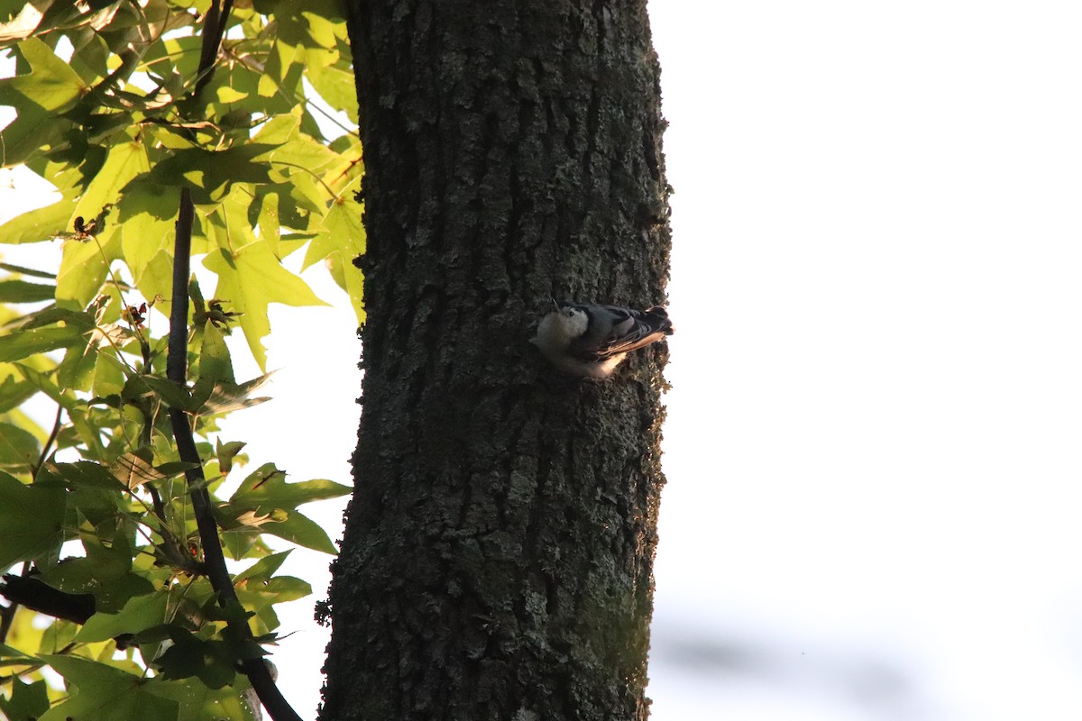 White-breasted Nuthatch - Matthew  Scheltema