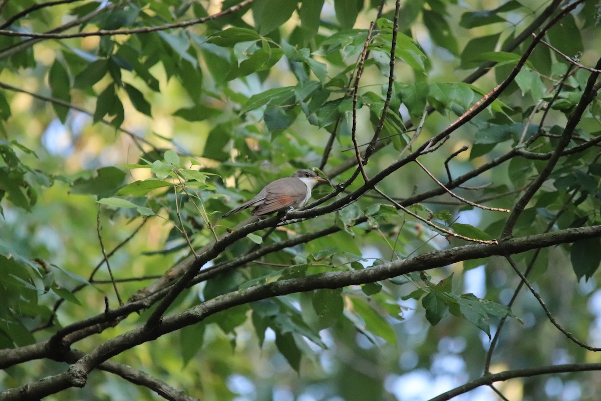 Yellow-billed Cuckoo - Matthew  Scheltema