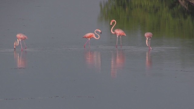 American Flamingo - ML255664191