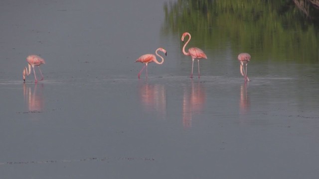Flamant des Caraïbes - ML255664191