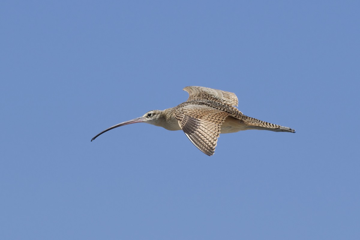 Long-billed Curlew - Nicole Desnoyers