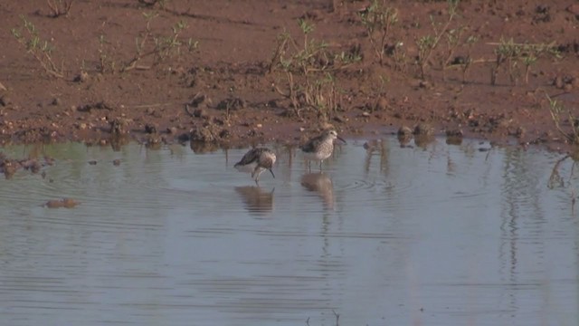 חופית זעירה - ML255665131