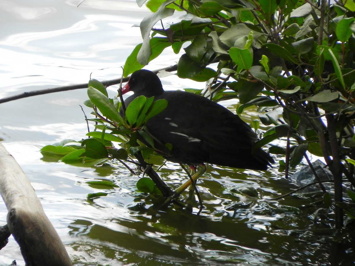 Gallinule d'Amérique - ML25566581