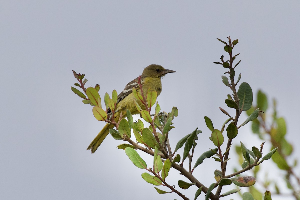 Oriole jaune-verdâtre - ML255666671