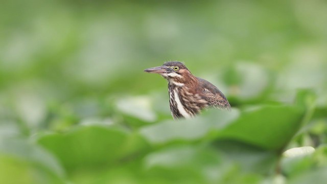 Green Heron - ML255666891