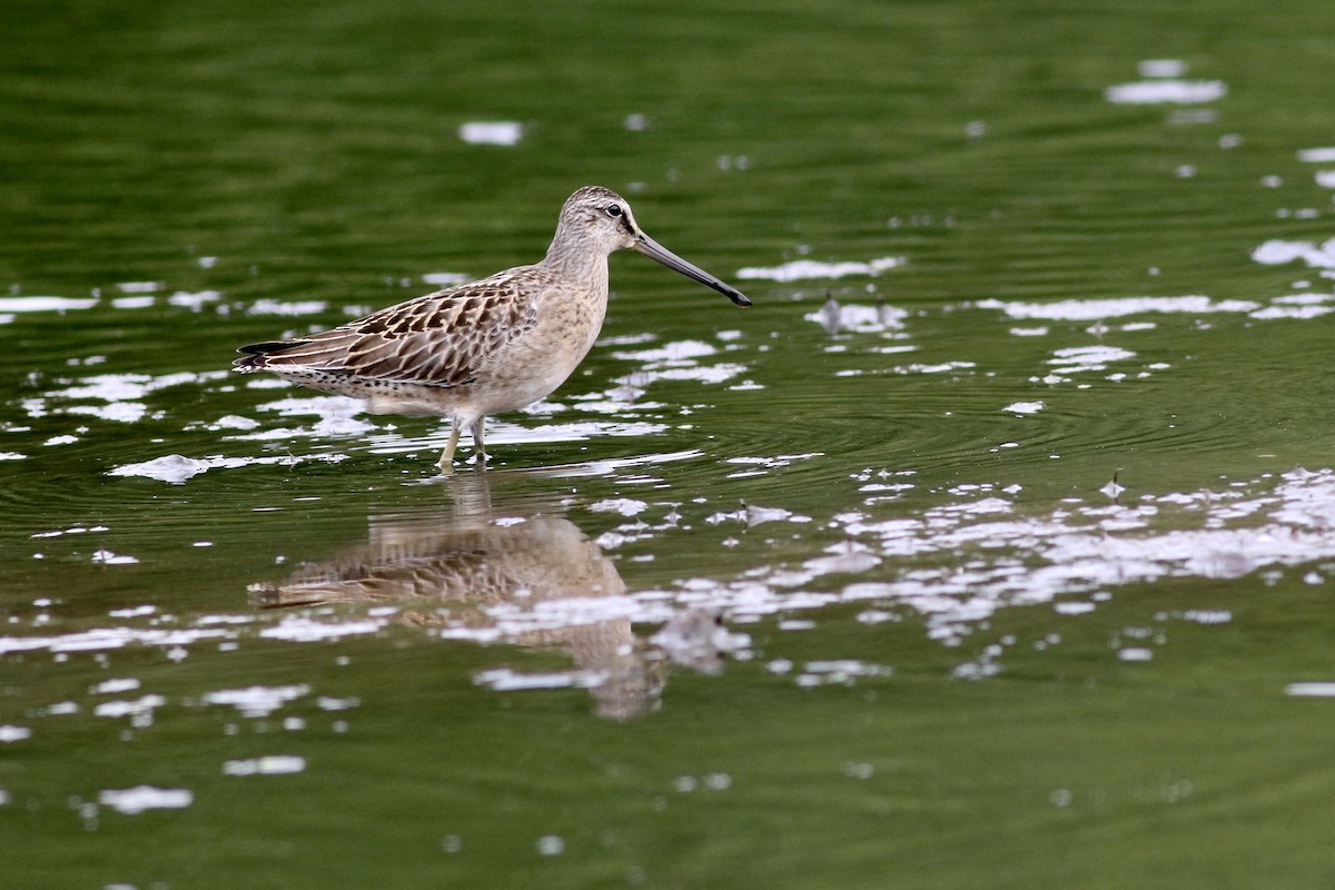 Long-billed Dowitcher - George Forsyth