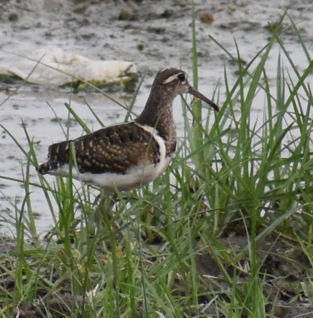 Greater Painted-Snipe - ML255669401