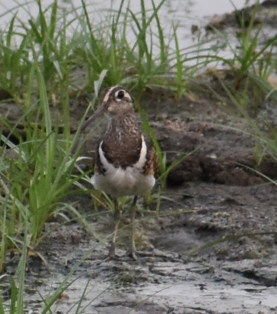 Greater Painted-Snipe - ML255669411