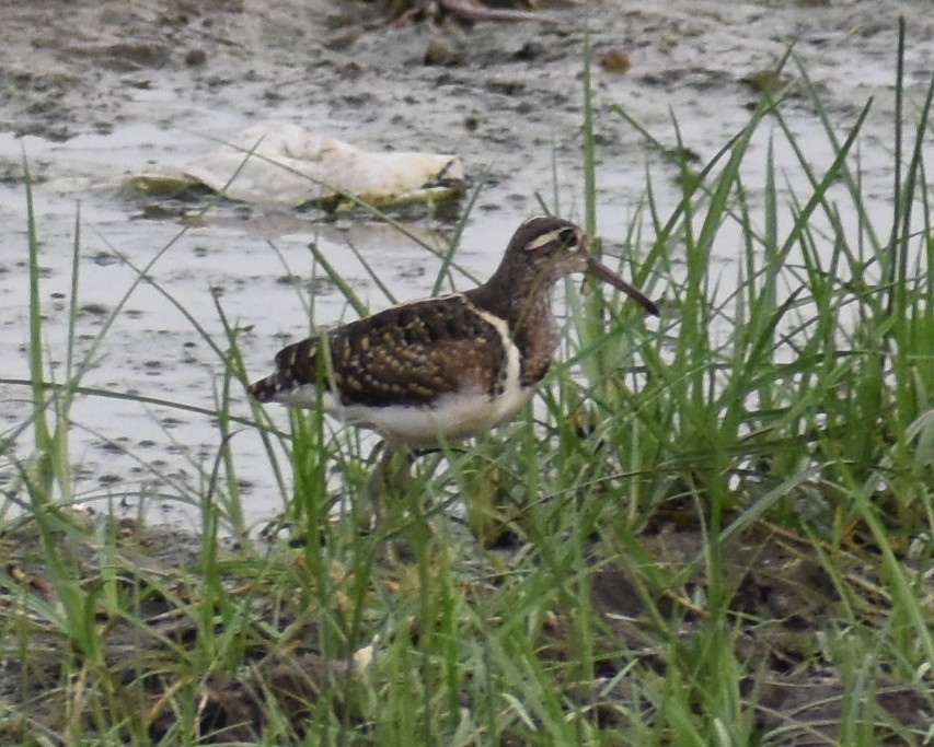 Greater Painted-Snipe - ML255669421