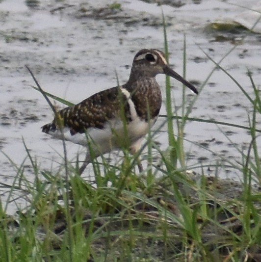Greater Painted-Snipe - ML255669441