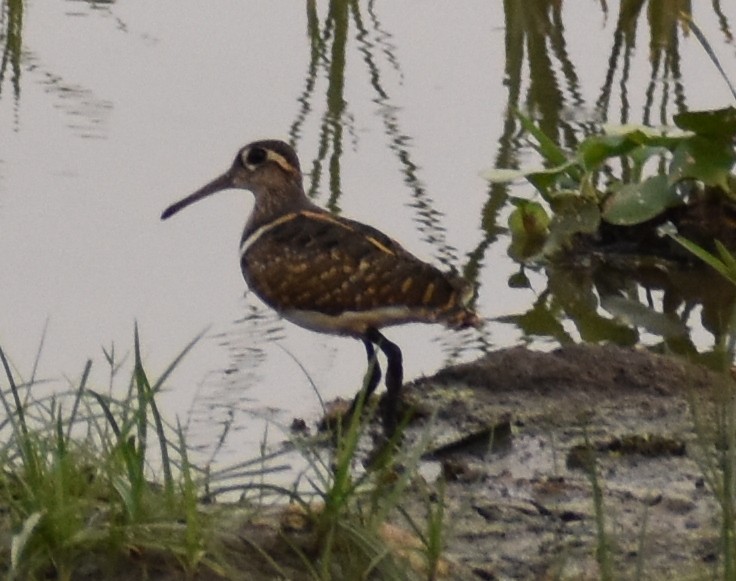 Greater Painted-Snipe - ML255669501