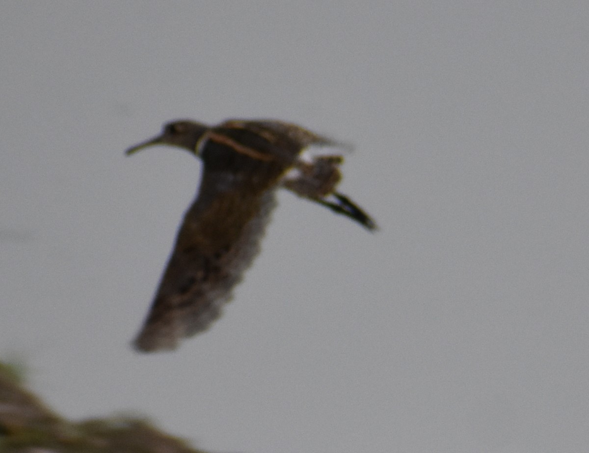 Greater Painted-Snipe - ML255669541