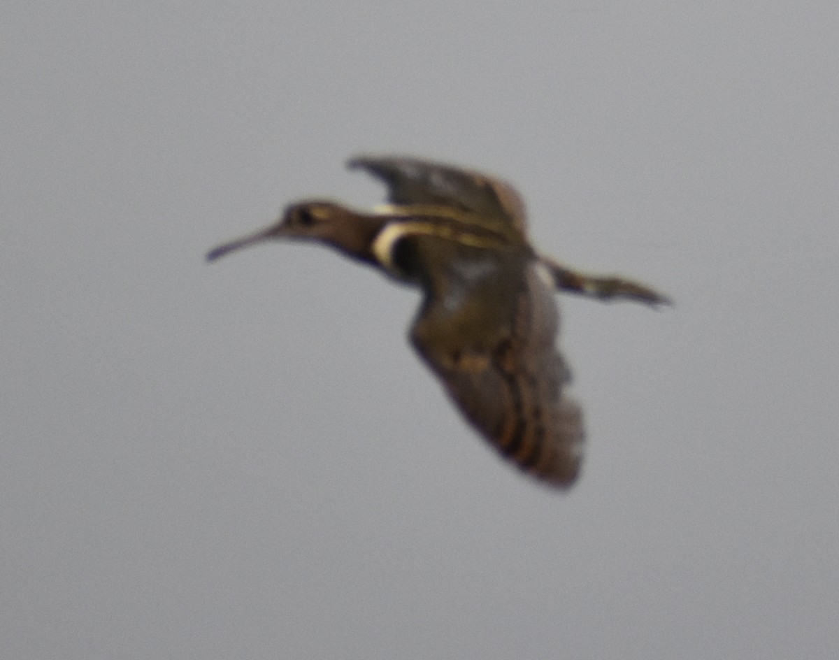 Greater Painted-Snipe - ML255669621
