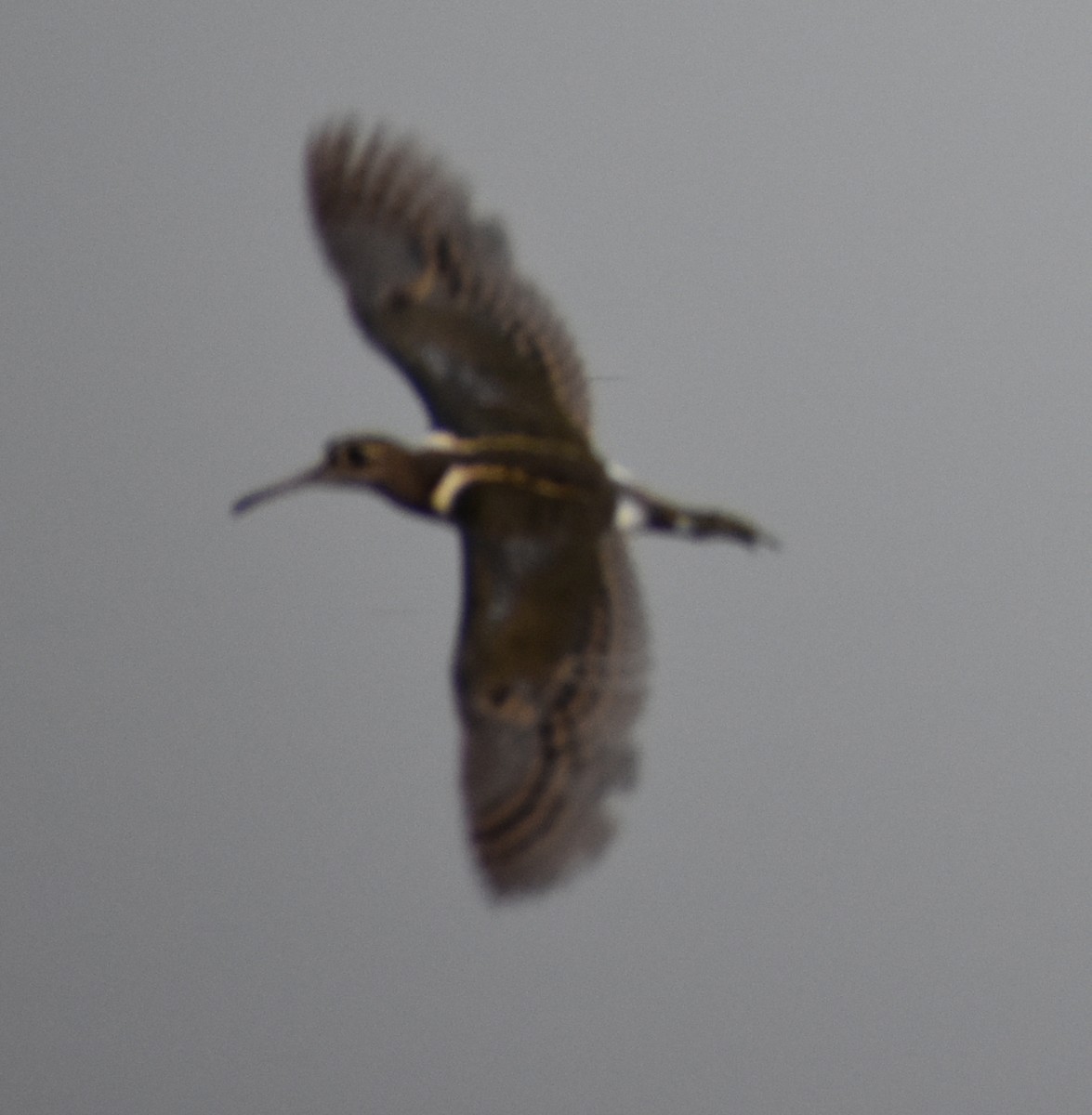 Greater Painted-Snipe - ML255669671