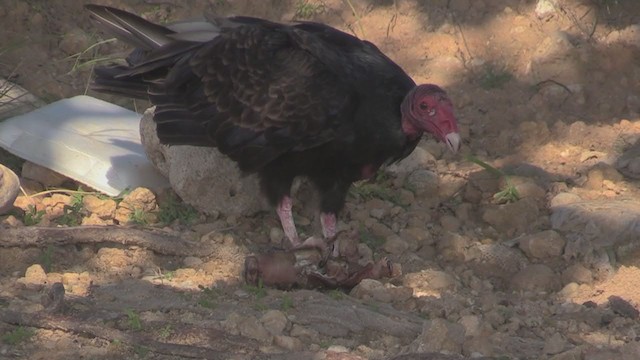 Turkey Vulture - ML255669921