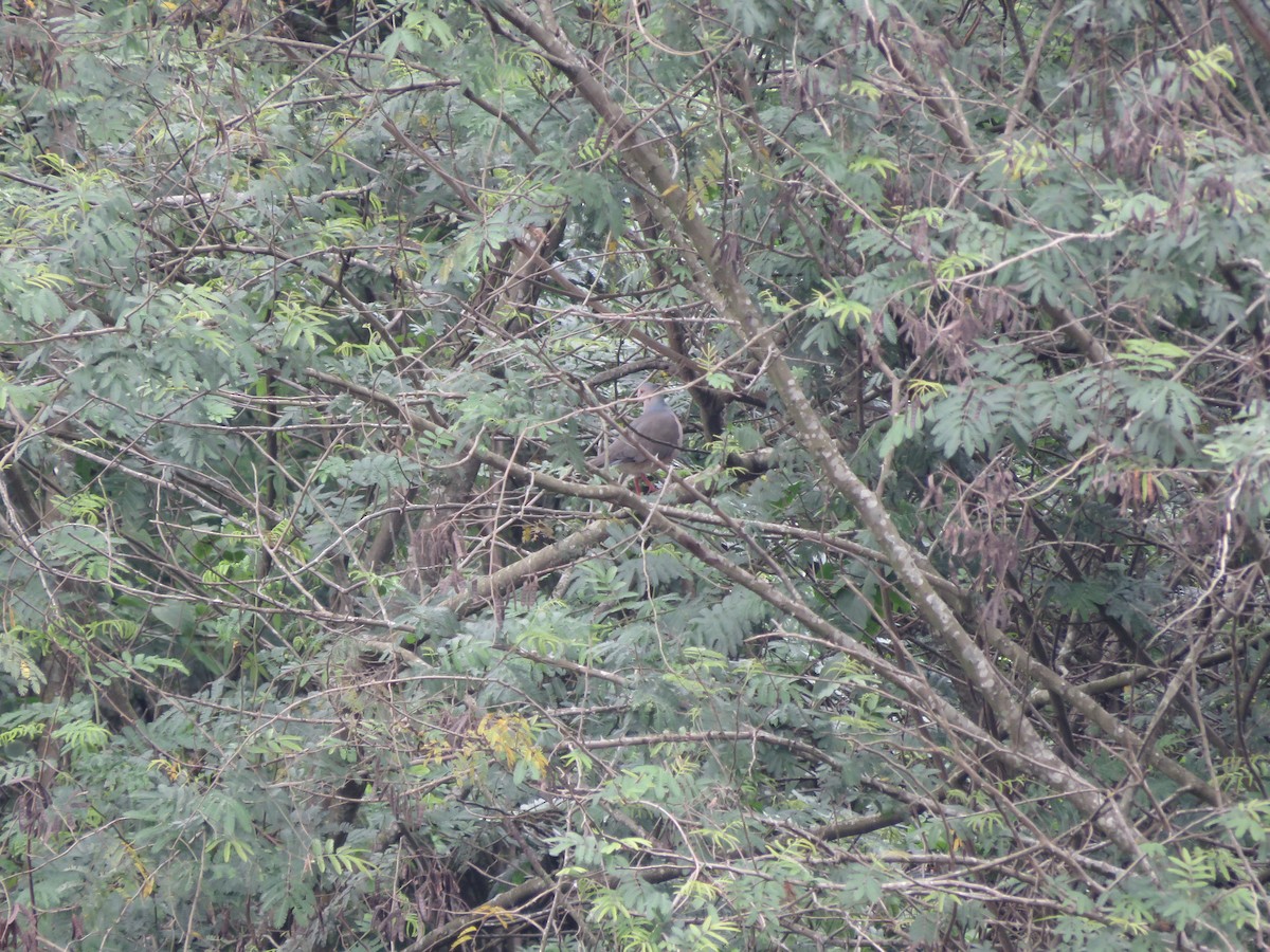 White-tipped Dove - Fábio Toledo das Dores