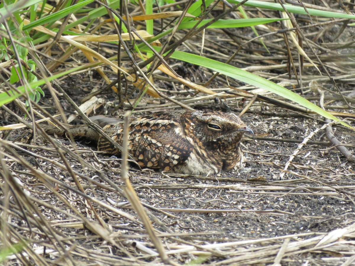 Scissor-tailed Nightjar - ML255670171