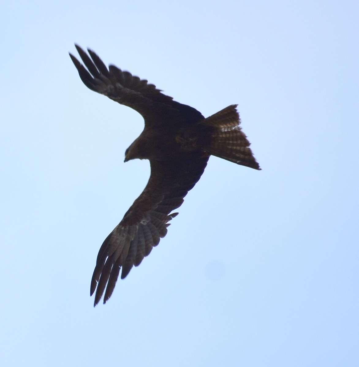 Black Kite - ML255670211