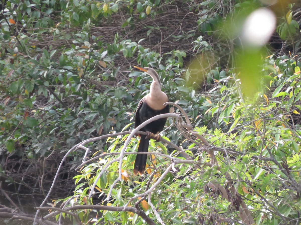 Anhinga - Fábio Toledo das Dores