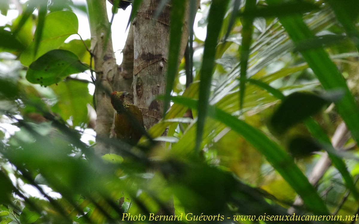 Brown-eared Woodpecker - ML255670751