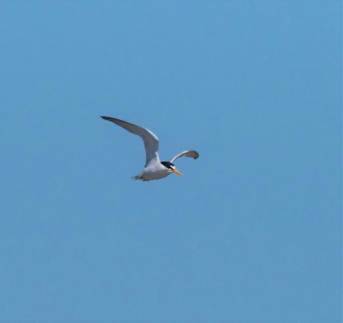 Least Tern - ML255671551