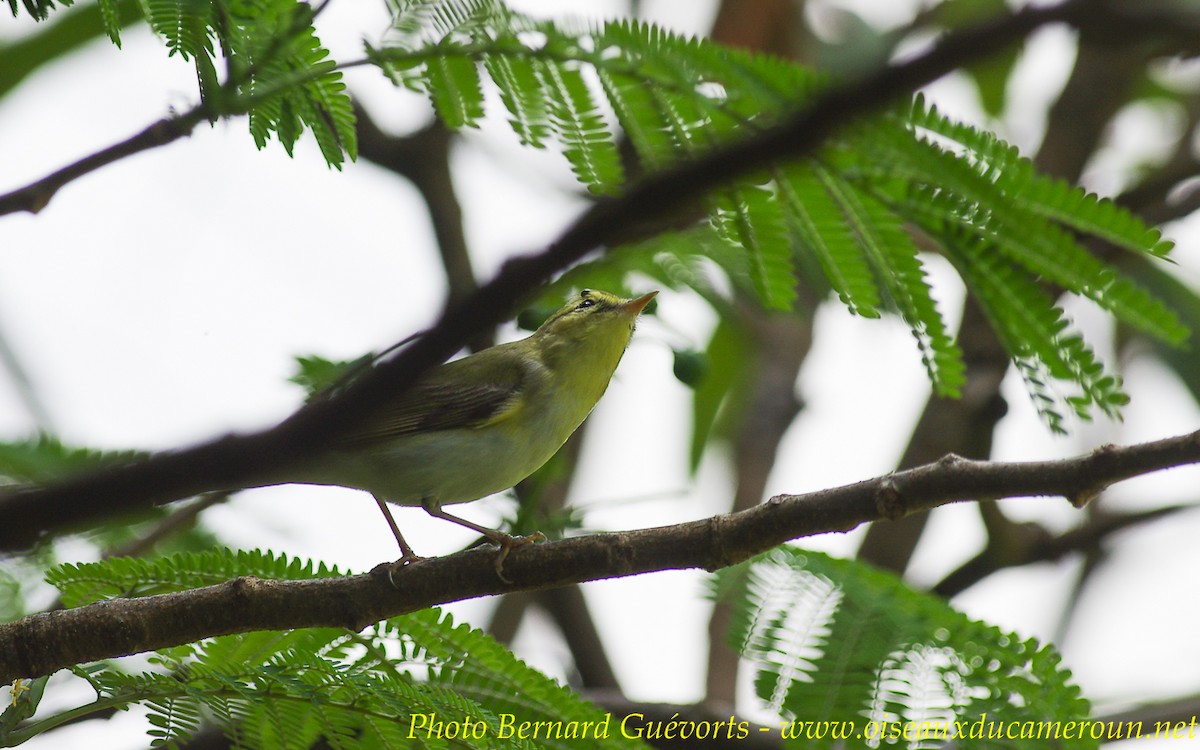 Wood Warbler - ML255671831