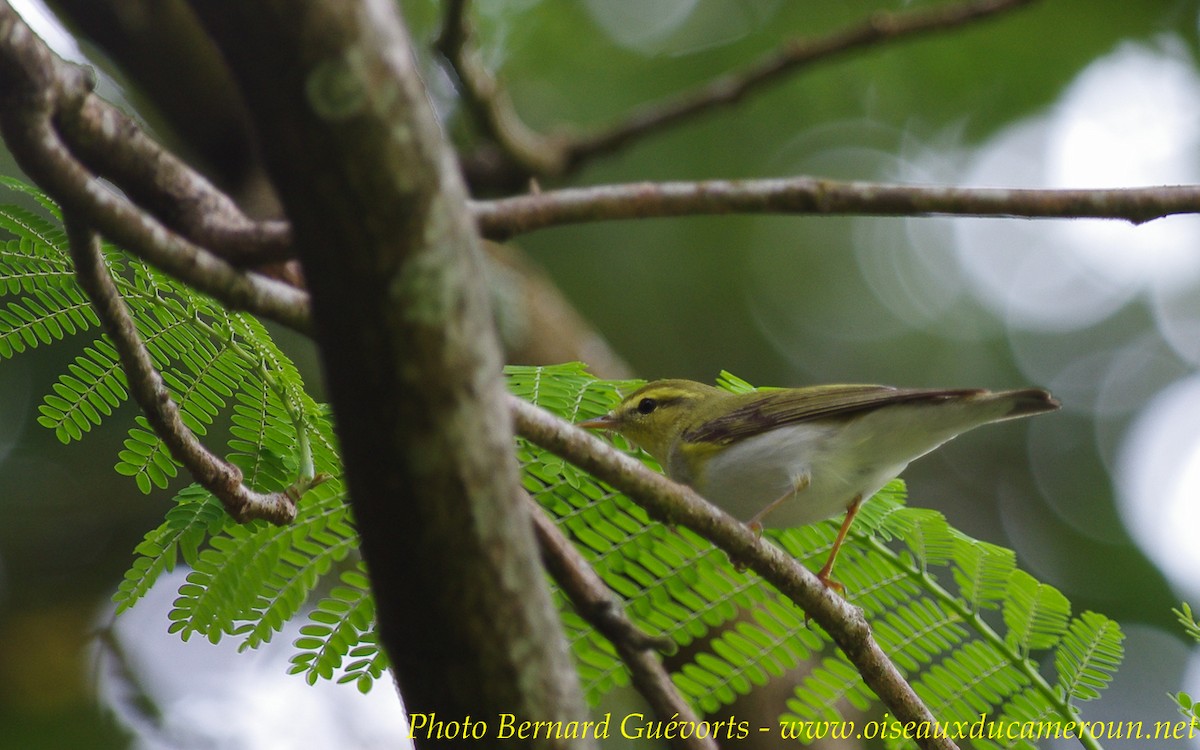 Wood Warbler - ML255671841