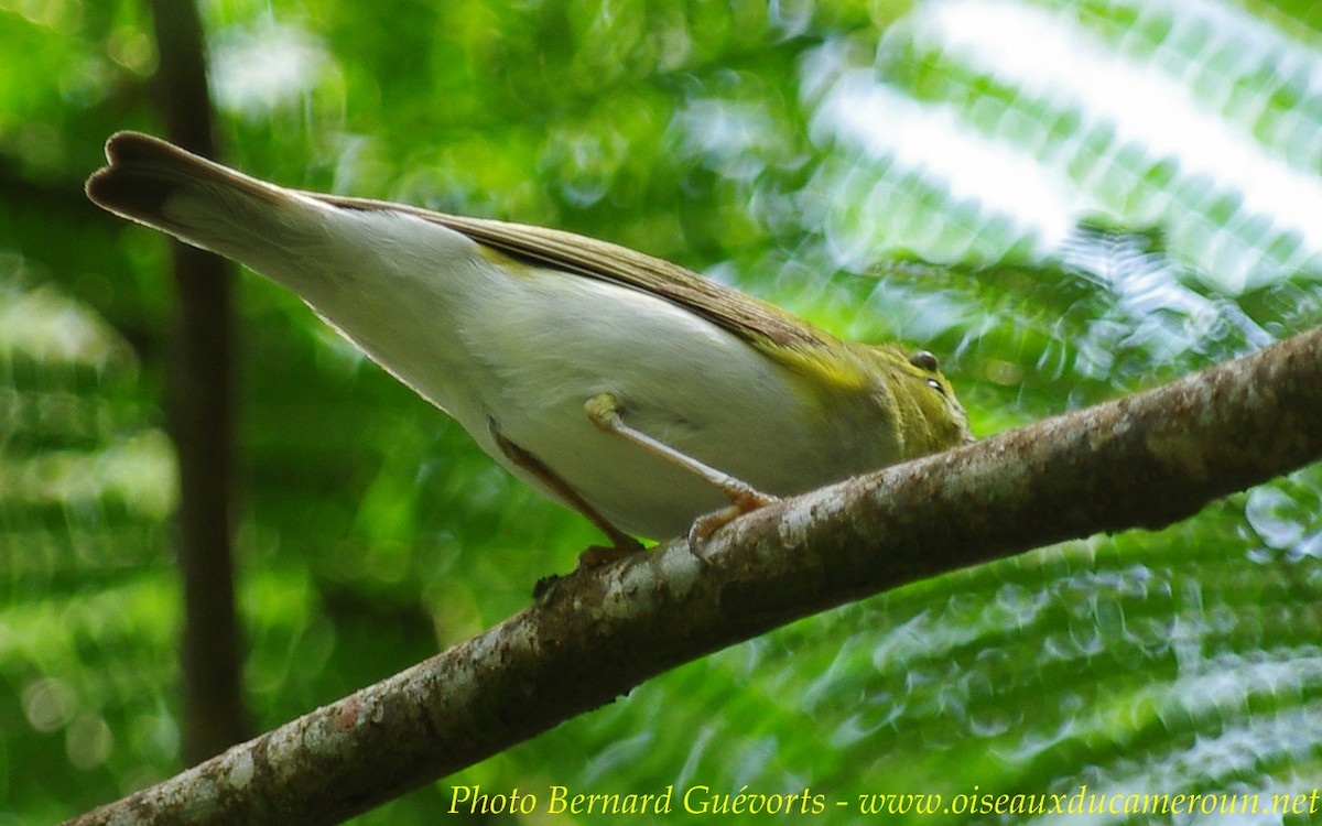 Wood Warbler - ML255671851