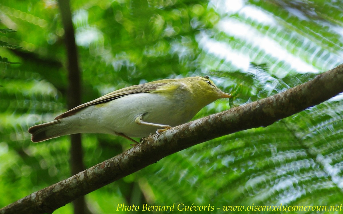 Wood Warbler - ML255671861