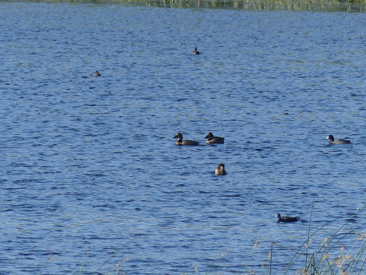 Canvasback - Lauren Pipkorn