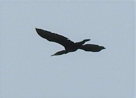 Double-crested Cormorant - ML255671991