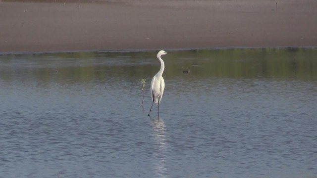 Reddish Egret - ML255673851