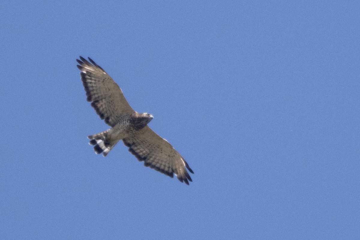 Broad-winged Hawk - ML255674181