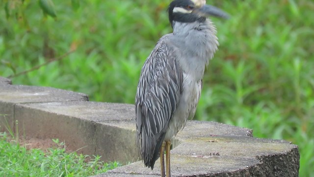 Yellow-crowned Night Heron - ML255674261