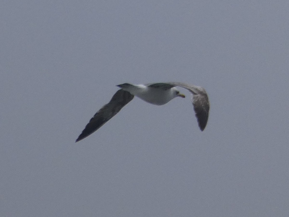 Gaviota Californiana - ML255675001