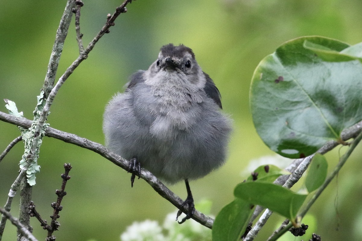 Gray Catbird - ML255675071