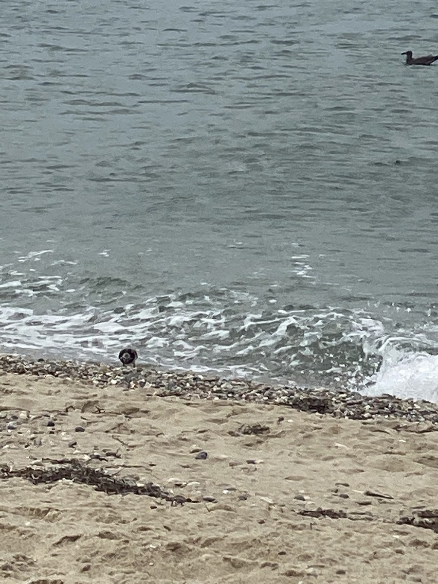 Ruddy Turnstone - ML255675481