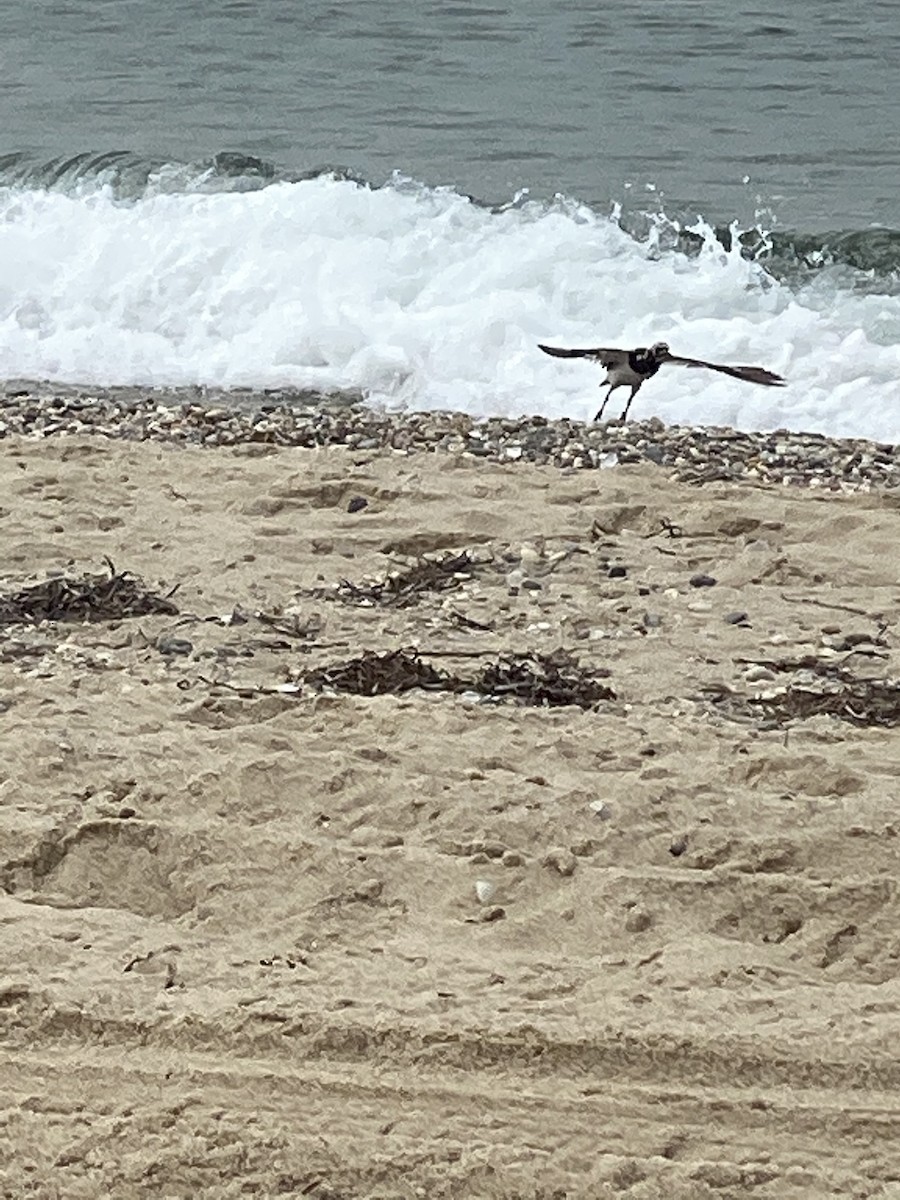 Ruddy Turnstone - ML255675521