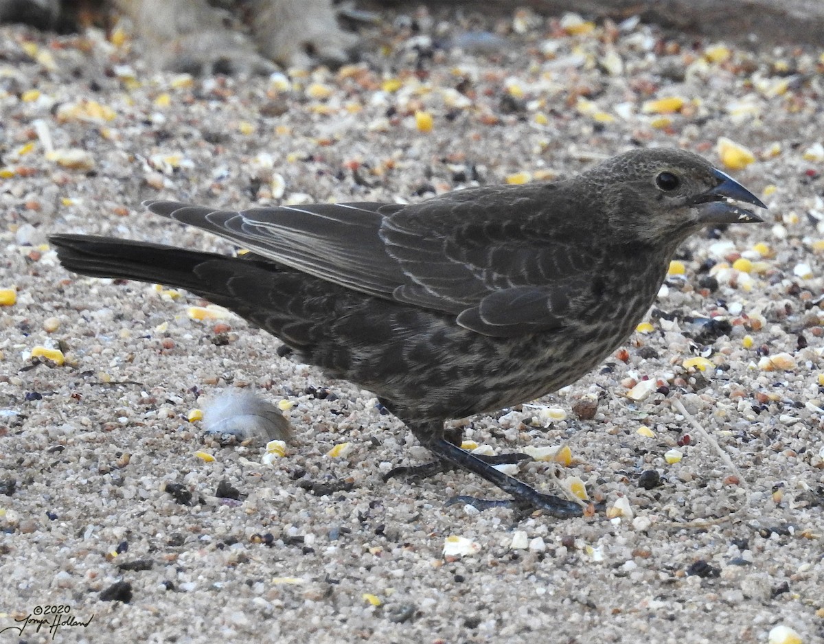 Bronzed Cowbird - Tonya Holland