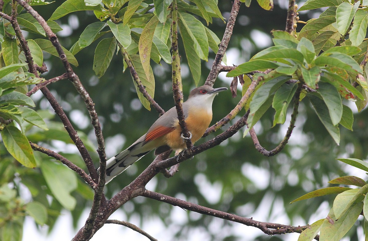 Jamaican Lizard-Cuckoo - Eric Hynes