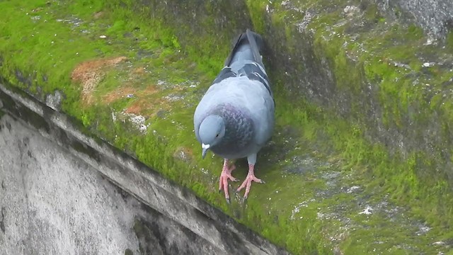 Rock Pigeon (Feral Pigeon) - ML255679981