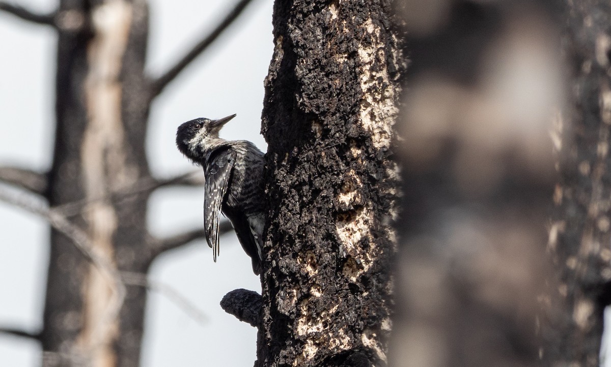 Black-backed Woodpecker - Forest Botial-Jarvis