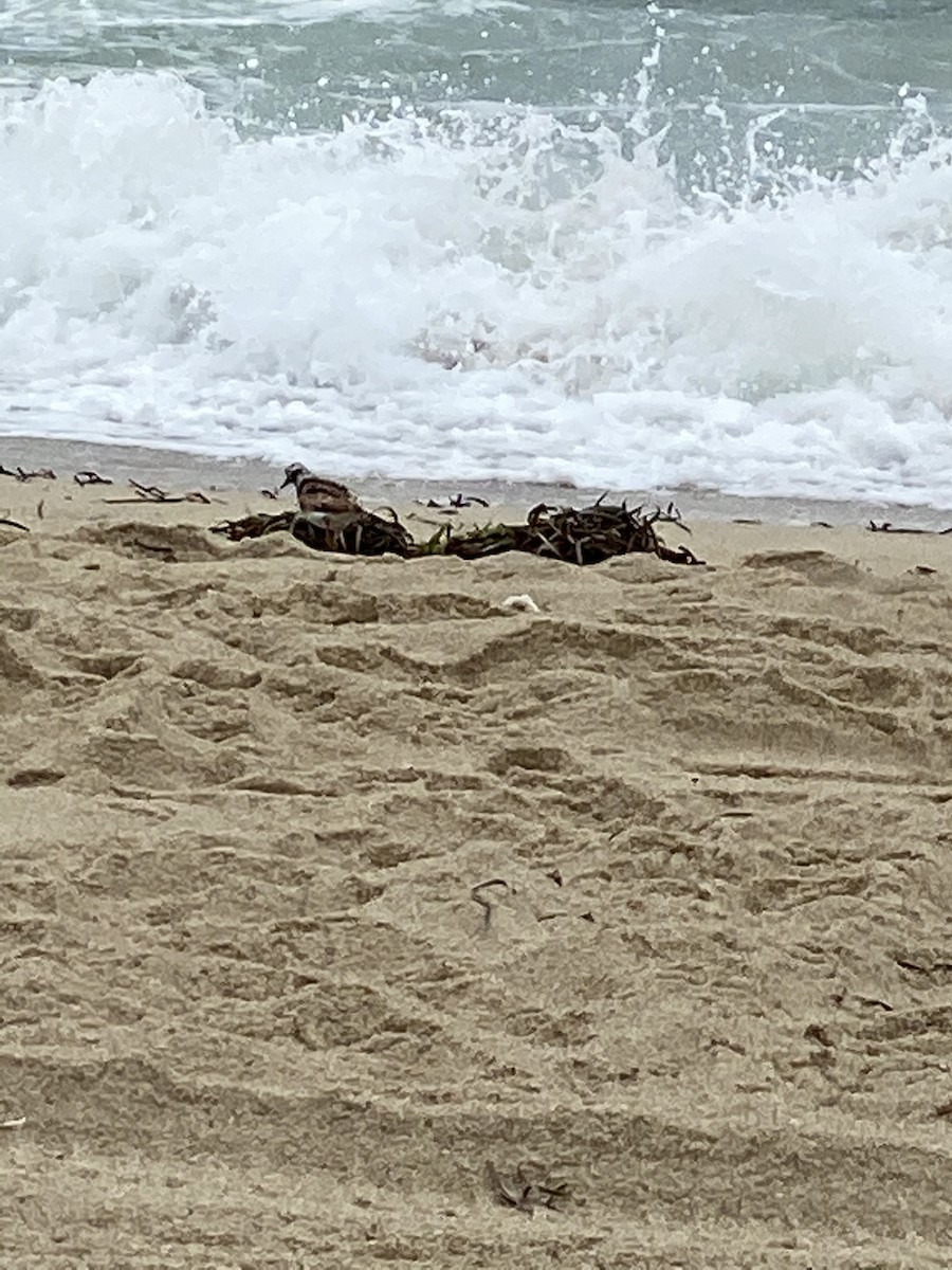 Ruddy Turnstone - ML255681181