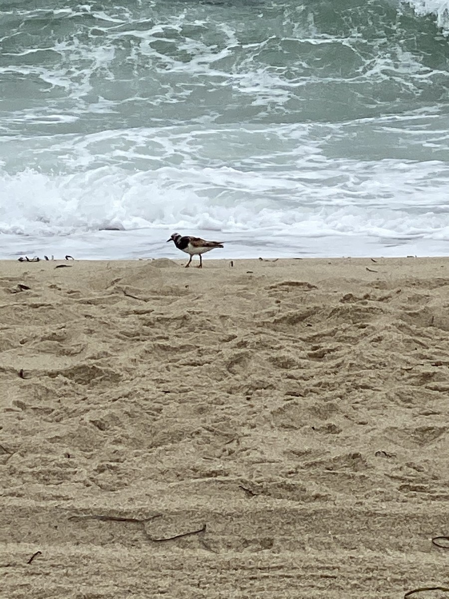 Ruddy Turnstone - ML255681191